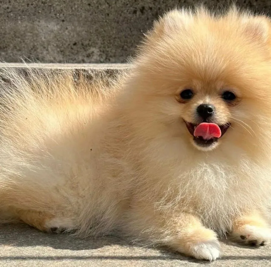 Dasha, Volpino di Pomerania di Rubacuori Kennel