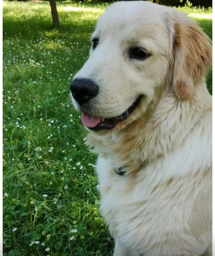 Golden Retriever giovane nato da Rubacuori Kennel