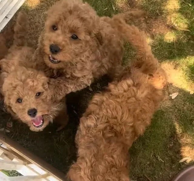 Cuccioli di Barbone Nano rosso di Rubacuori Kennel