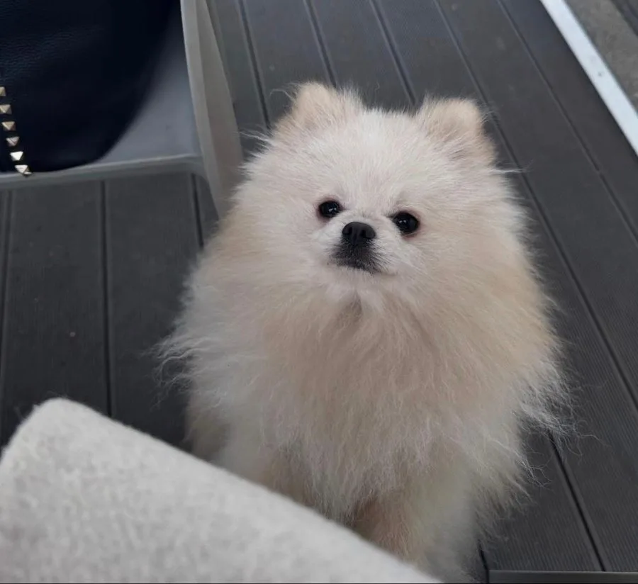 Oblak, Maschio, linea russa, crema, riproduttore di Rubacuori Kennel