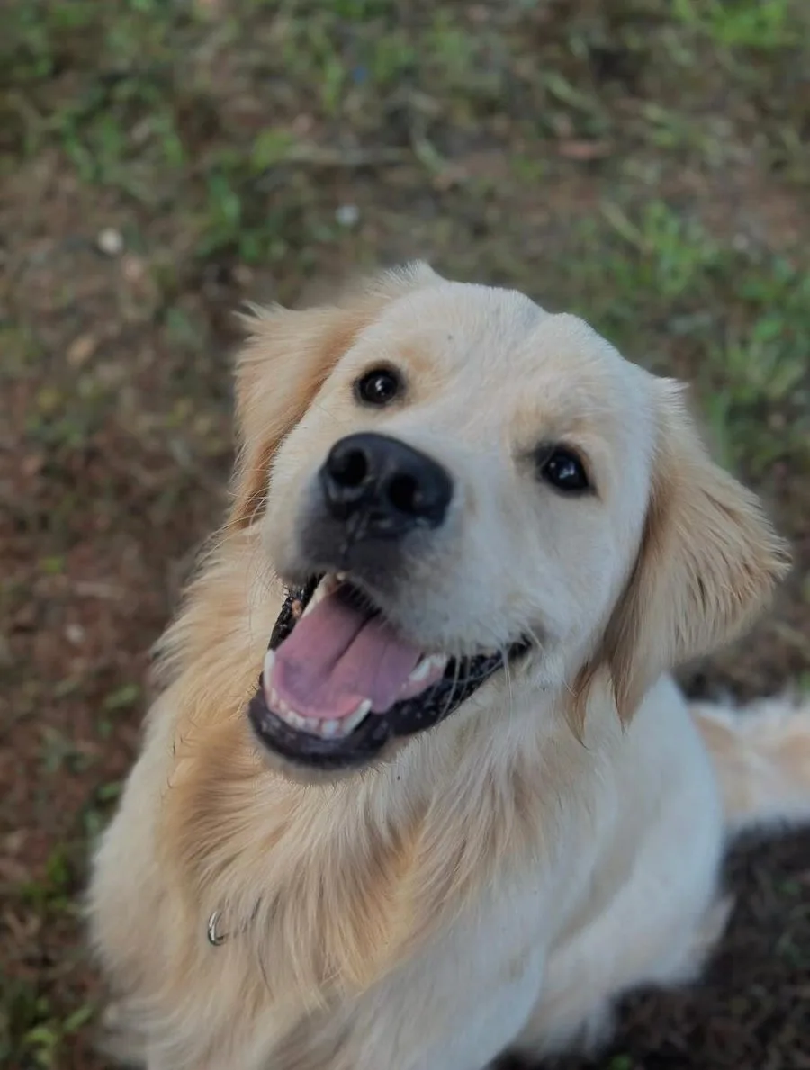 Sven, Golden Retriever di Rubacuori Kennel
