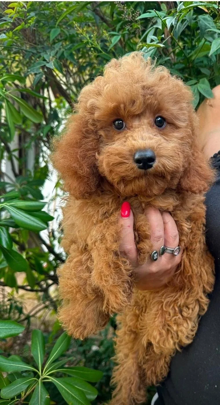Mark, Maschio, Toy, fulvo, riproduttore di Rubacuori Kennel
