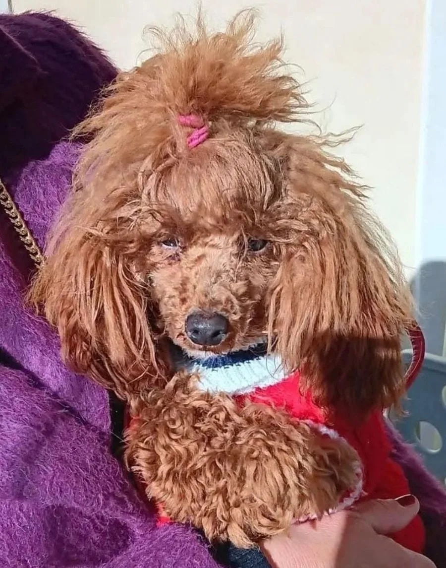 Miluna, Femmina, Toy, fulvo, riproduttore di Rubacuori Kennel