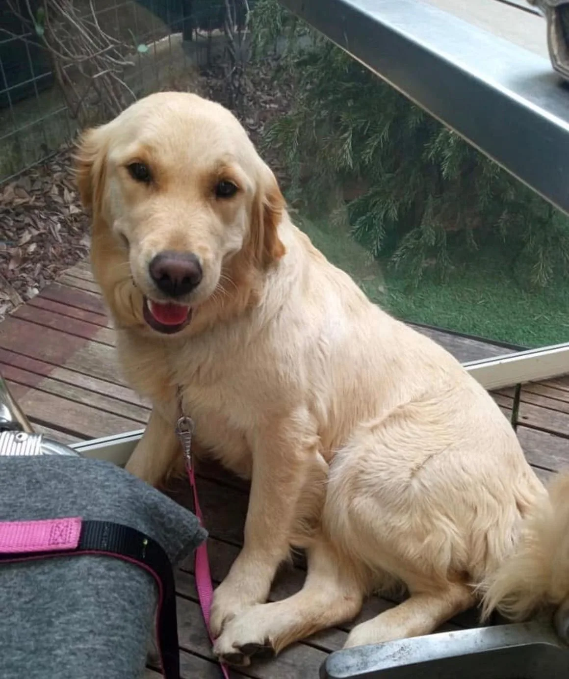 Desy, Golden Retriever di Rubacuori Kennel