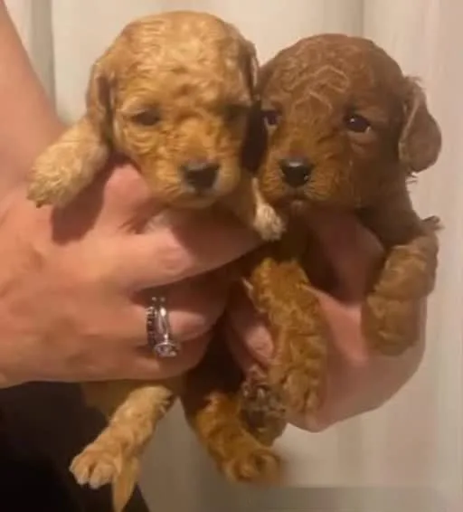 Due cuccioli di Barbone Toy rosso di Rubacuori Kennel