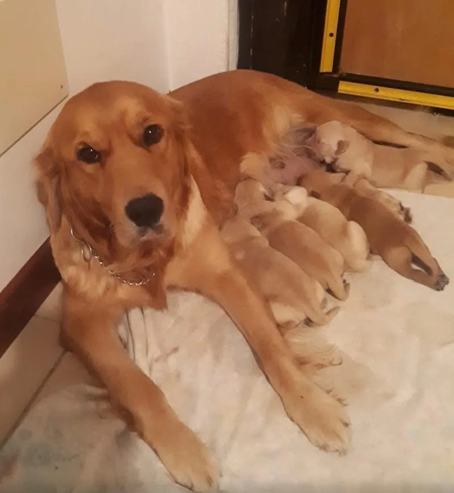 Maya, Femmina, linea americana, riproduttore di Rubacuori Kennel