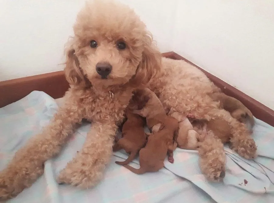 Olivia, Femmina, Toy, fulvo, riproduttore di Rubacuori Kennel