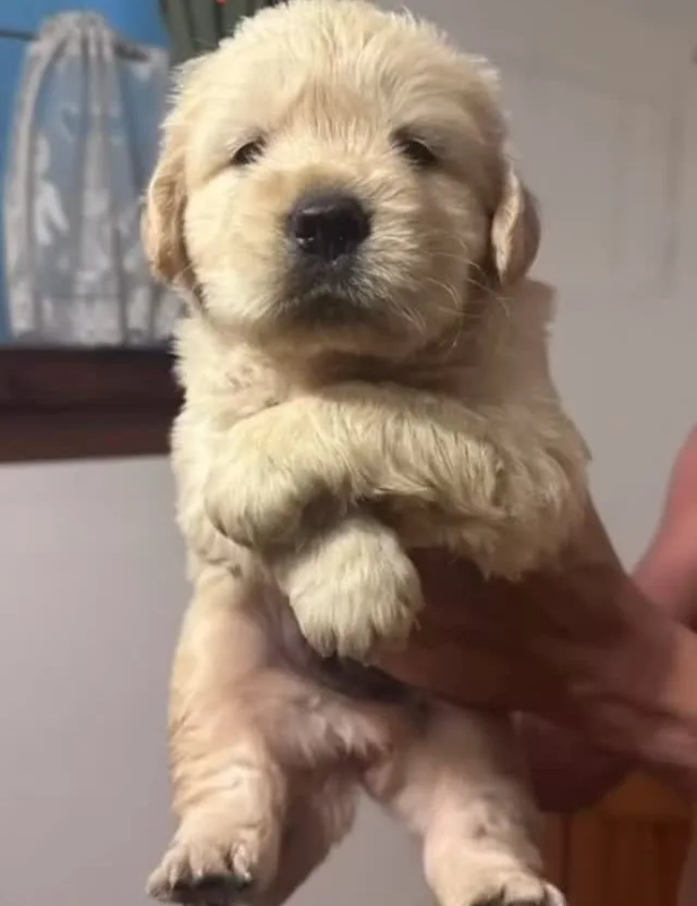 Cucciolo di Golden Retriever di Rubacuori Kennel