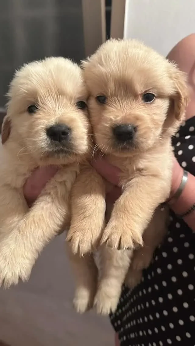 Due cuccioli di Golden Retriever di Rubacuori Kennel