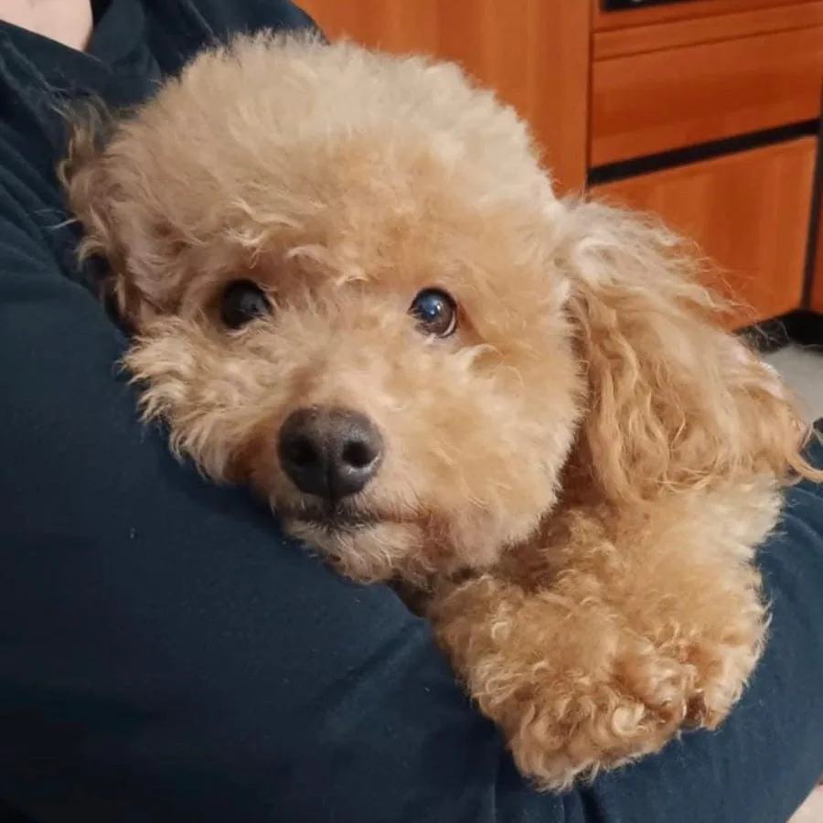 Masha, Barbone Nano di Rubacuori Kennel
