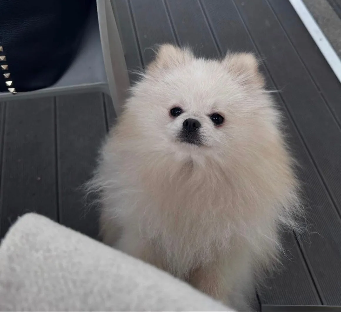Oblak, Volpino di Pomerania di Rubacuori Kennel